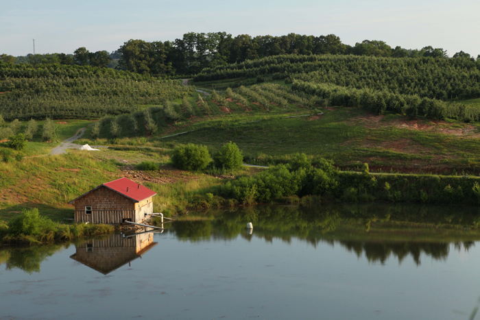 Mercier Orchards
