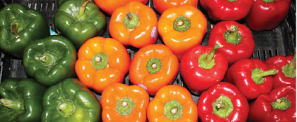 Summer Farmers Markets