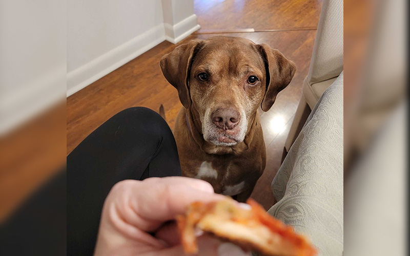 After The Show PODCAST: A DOG and CAT friendly Thanksgiving.
