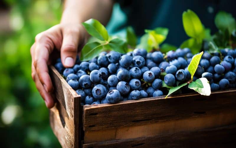 Blueberries