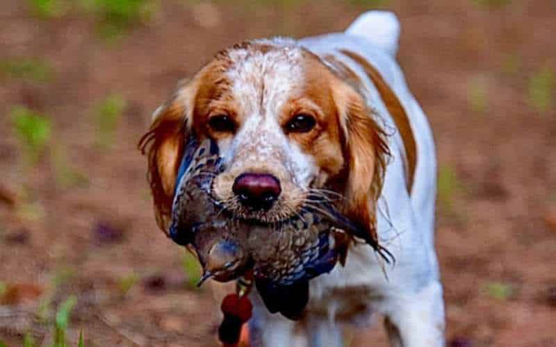 A Southern Dove Shoot