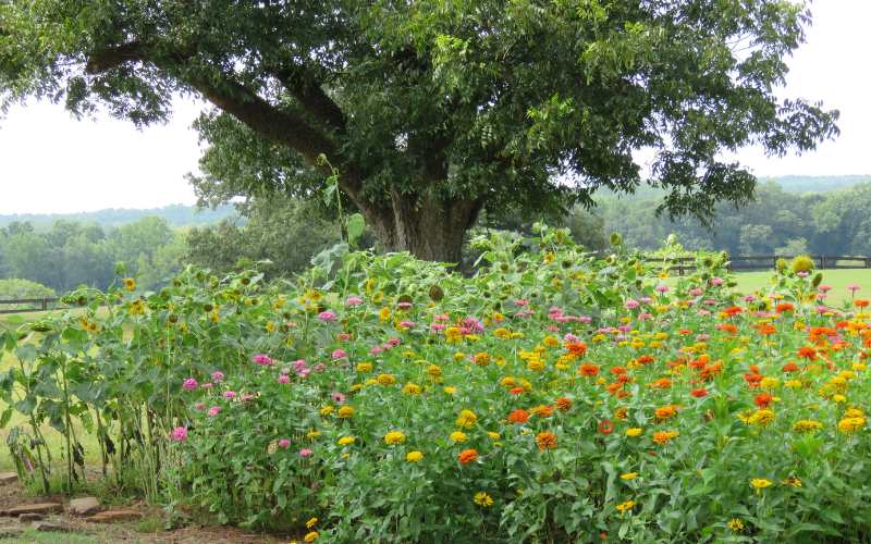 Spring Tour of Gardens